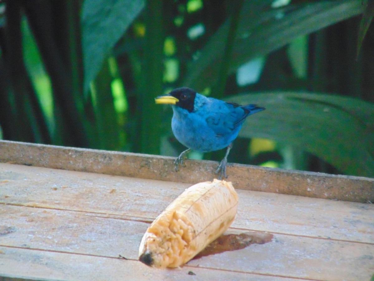 Calarcá Finca La Colina Bed & Breakfast エクステリア 写真