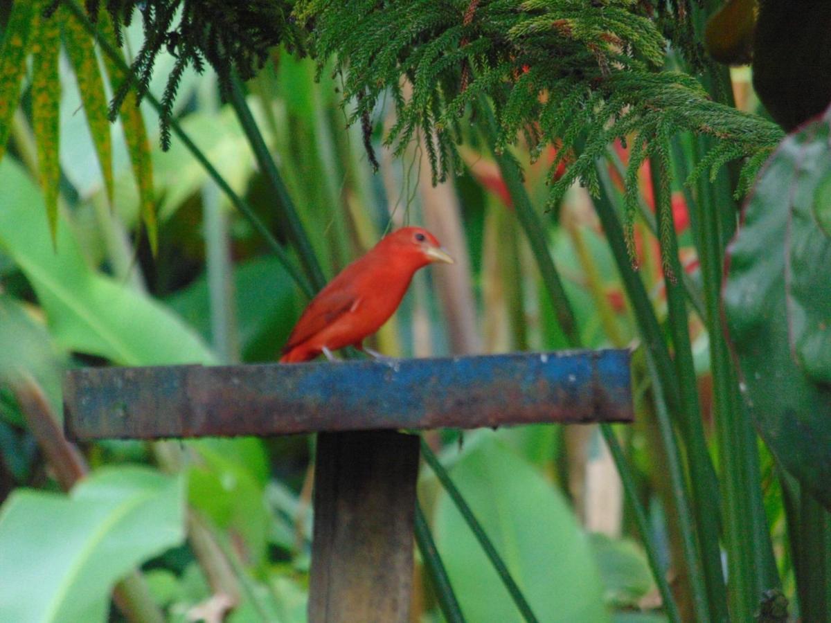 Calarcá Finca La Colina Bed & Breakfast エクステリア 写真